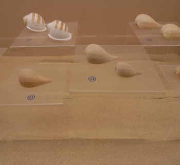 貝の博物館.jpg